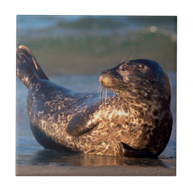 Carreau Un bébé phoque levant sa queue (Devant)
