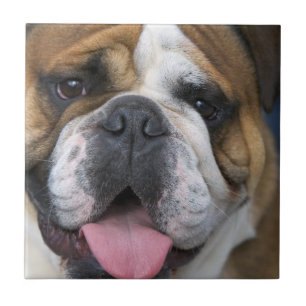 Carreau Un bulldog anglais en Belgique