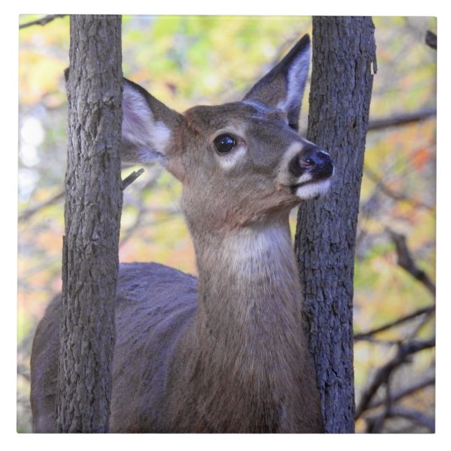 Carreau Un cerf dans les bois (Devant)