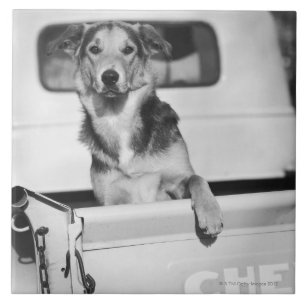 Carreau Un chien dans une voiture