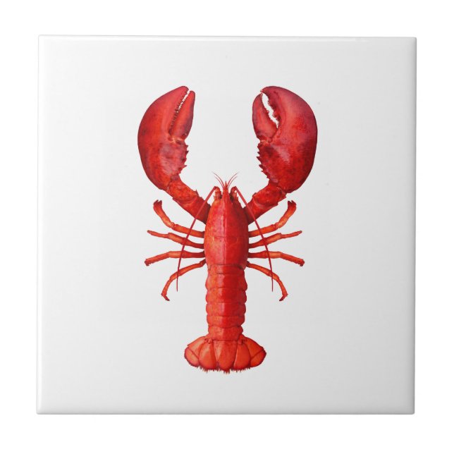 Carreau Un crustacé de homard rouge sur blanc (Devant)