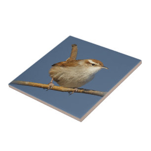 Carreau Un curieux Wren de Bewick's Wren dans l'arbre