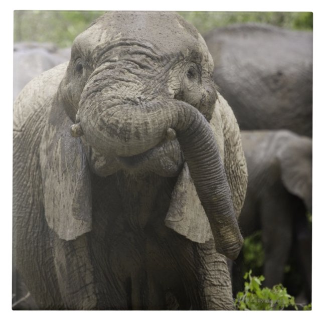 Carreau Un jeune éléphant africain (africana de Loxodonta) (Devant)