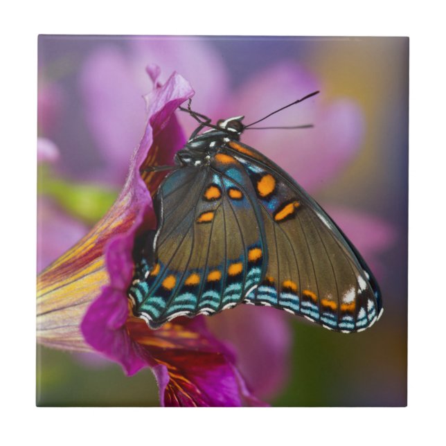 Carreau Un papillon swallowtail (Devant)