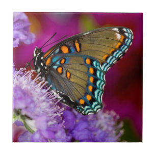 Carreau Un papillon swallowtail à épices