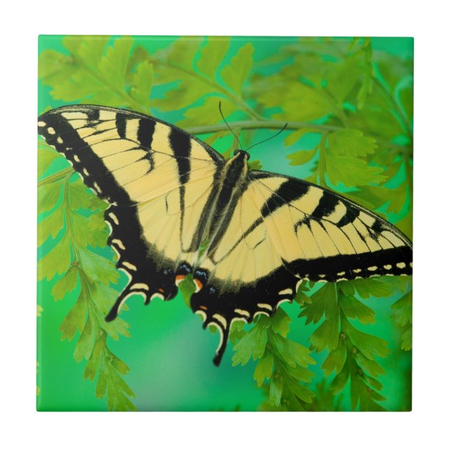 Carreau Un papillon swallowtail atterrissant (Devant)