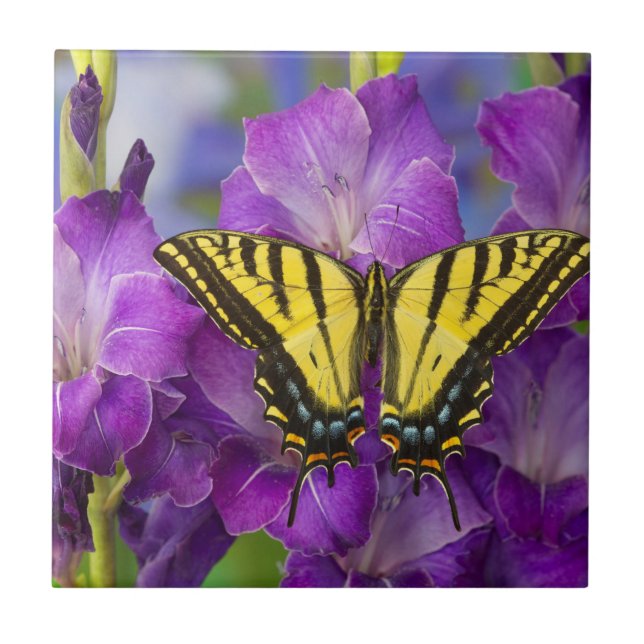 Carreau Un papillon Viceroy sur des glands mauves (Devant)