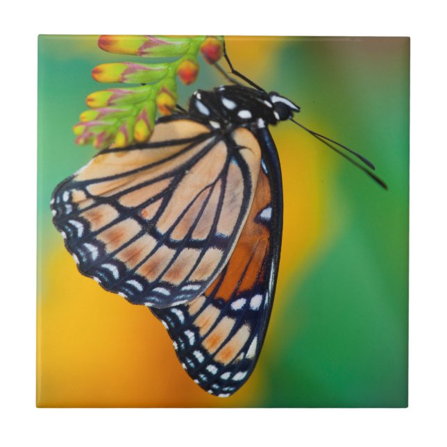 Carreau Un papillon Viceroy sur les fleurs (Devant)