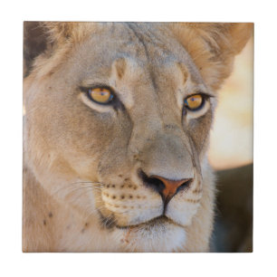 Carreau Un portrait d'une lionne regardant au loin