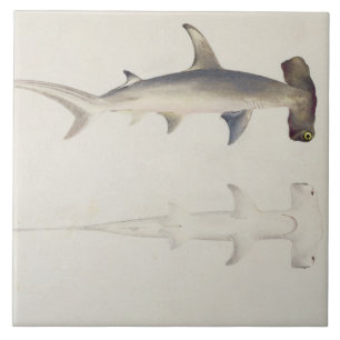 Carreau Un requin Marteau-dirigé, Loheia, autrefois