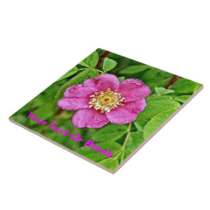 Carreau Un Rose sauvage