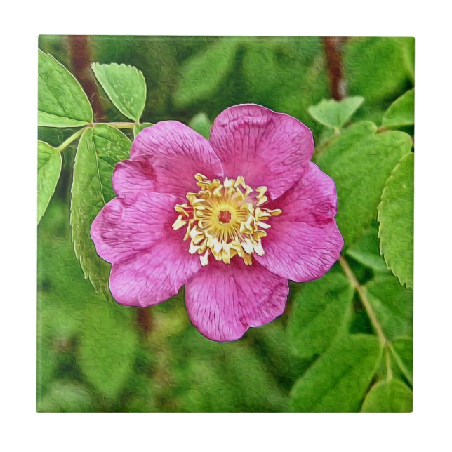 Carreau Un Rose sauvage (Devant)
