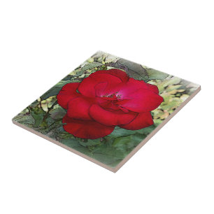 Carreau Un rose solitaire
