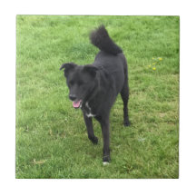 Une étonnante dalle en céramique Husky/Lab Cross