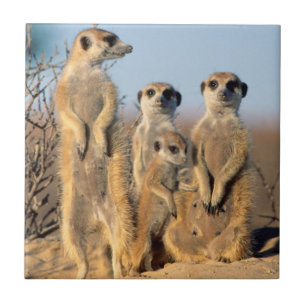 Carreau Une famille de suricates se chauffant au soleil à