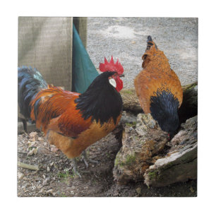Carreau Une paire de poulets Vorwerk, coq et mangeur de po
