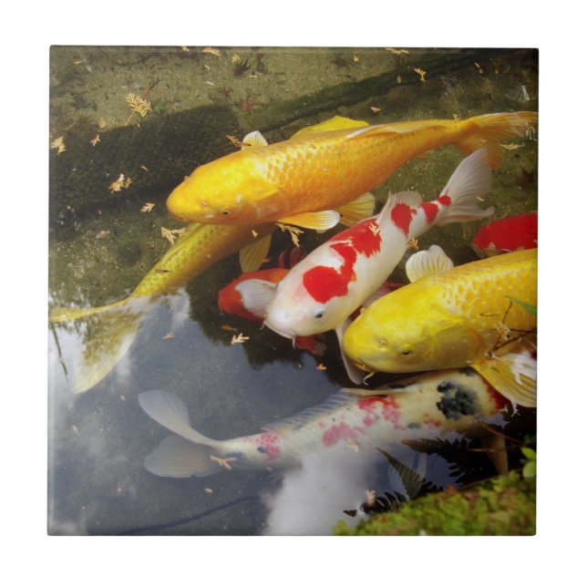 Carreau Une voie d'eau complètement des carpes japonaises (Devant)