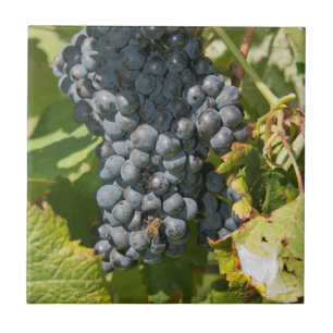 Carreau Uruguay, Montevideo, Colon Area. Bodegas