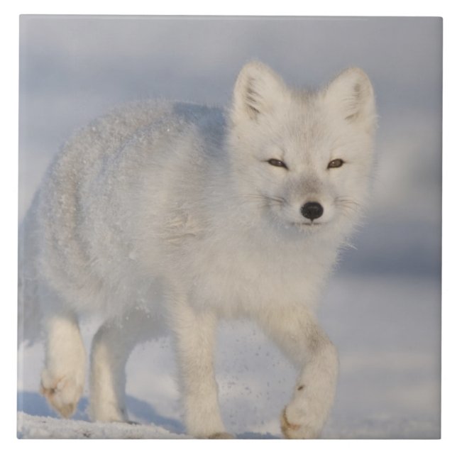 Carreau USA, Alaska, 1002 Plaine côtière de l'ANWR. A 3 (Devant)