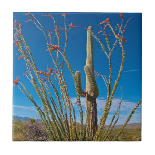 Carreau USA, Arizona. Cactus Dans Le Parc National Du Sagu