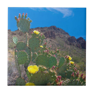 Carreau USA, Arizona. Cactus Dans Les Collines
