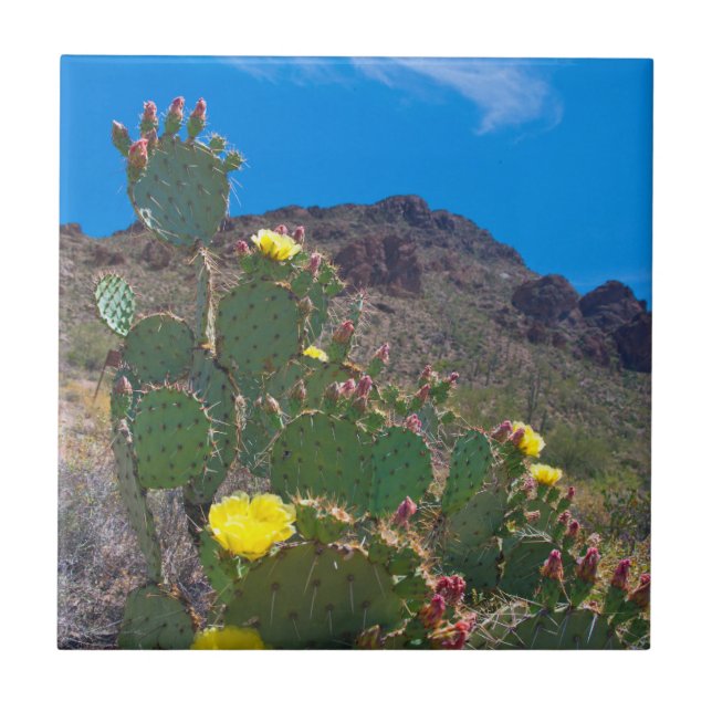 Carreau USA, Arizona. Cactus Dans Les Collines (Devant)
