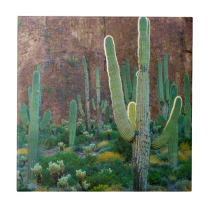 Carreau USA, Arizona. Le Champ De Cactus Du Saguaro Par Un