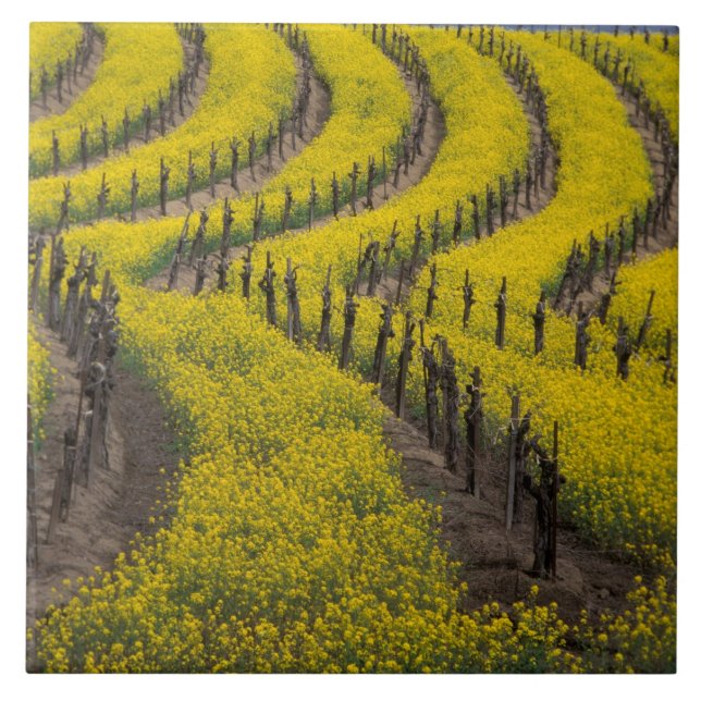 Carreau USA, Californie, Napa Valley, Los Carneros Ava. (Devant)