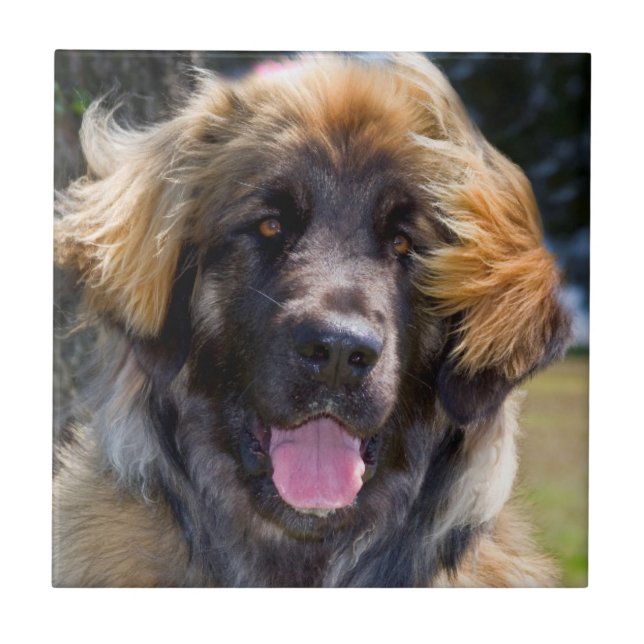 Carreau USA, Californie. Portrait De Leonberger Assis (Devant)