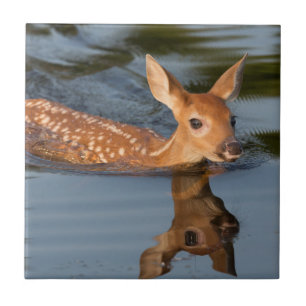 Carreau USA, Minnesota, Sandstone, Minnesota Wildlife 19