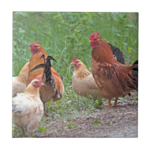 Carreau USA, Nebraska. Chickens (homonymie)