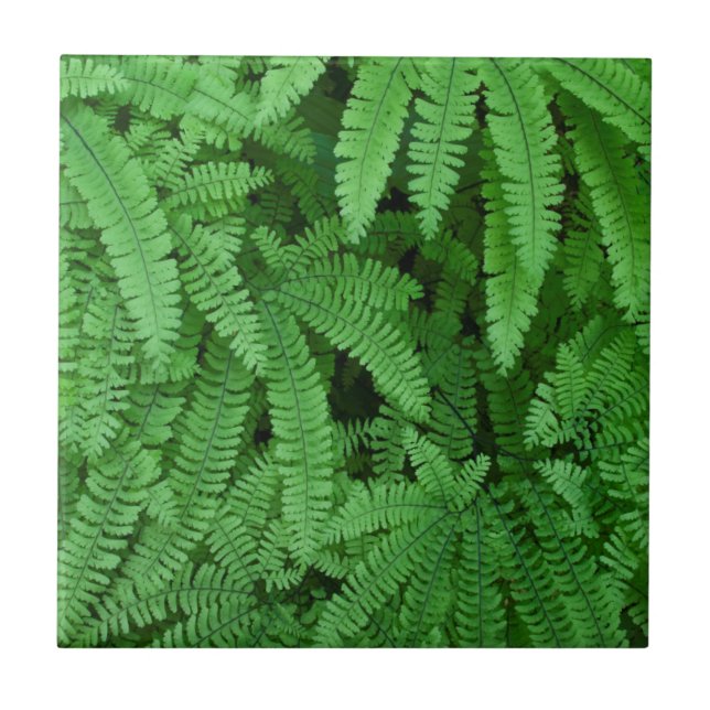 Carreau USA, Oregon, Silverton. Fermes de Maidenhair (Devant)