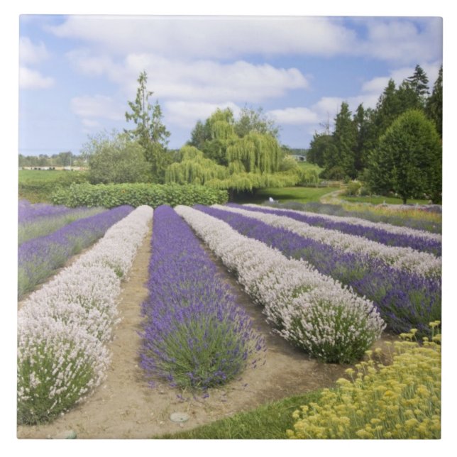 Carreau USA, WA, Sequim, Purple Haze Lavender Farm (Devant)