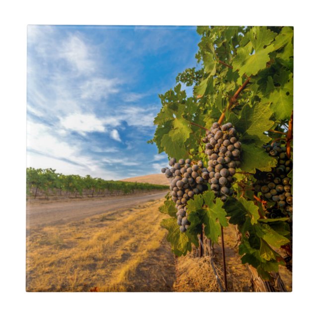 Carreau USA, Washington, Yakima Valley. Raisins de Merlot (Devant)