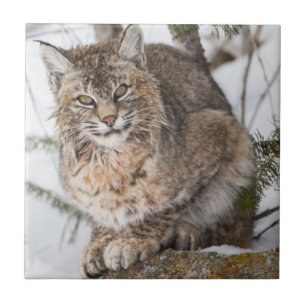 Carreau USA, Wyoming, Parc national de Yellowstone, Bobcat