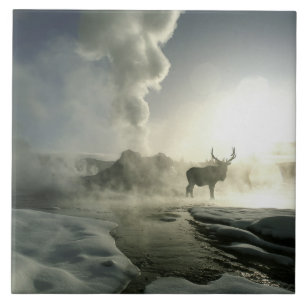 Carreau USA, Wyoming, Parc National de Yellowstone. Soleil
