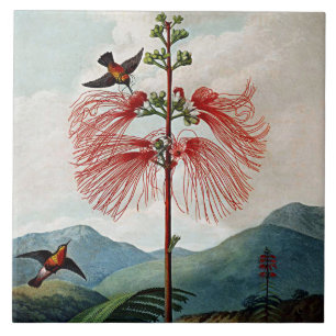 Carreau Usine sensible fleurissante de fleurs botaniques