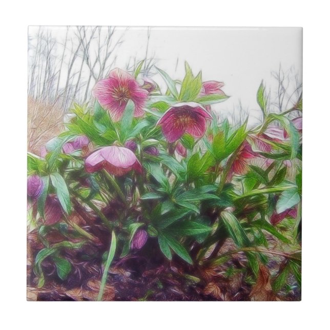 Carreau Usines éternelles de Hellebore dans le jardin (Devant)