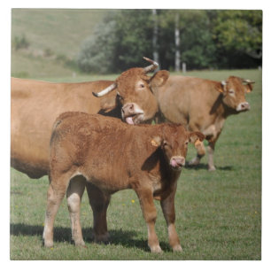 Carreau Vache Brown et veau du Limousin