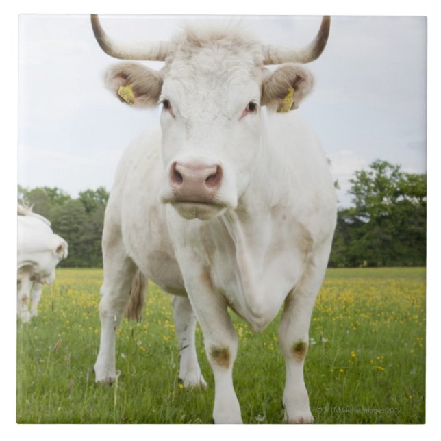 Carreau Vache se tenant dans le domaine herbeux (Devant)