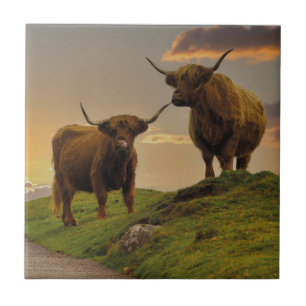 Carreau Vaches Highland au coucher du soleil