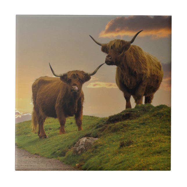 Carreau Vaches Highland au coucher du soleil (Devant)