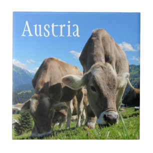 Carreau Vaches tyroliennes pâturant sur le versant alpin,