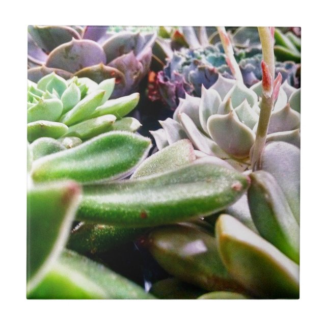 Carreau Variété Cactus (Devant)