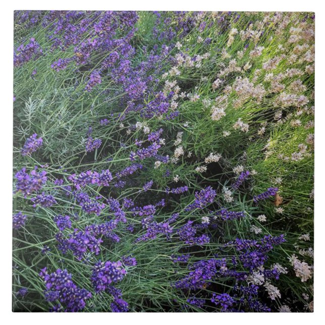 Carreau Variété de Lavande (Devant)