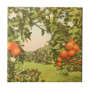 Carreau Verger d'orange vintage