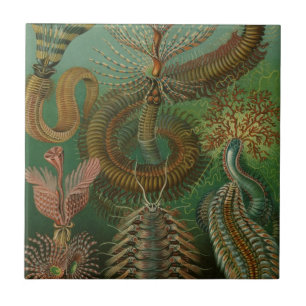 Carreau Vers Annelides Chaetopoda par Ernst Haeckel