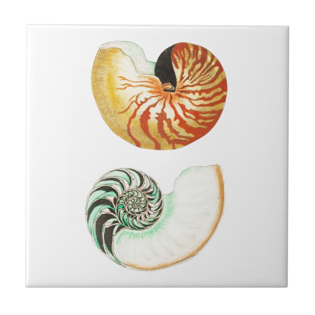 Carreau vie marine "NAUTILUS SHELLS" TILE CÉRAMIQUE (Devant)