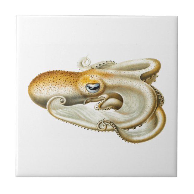 Carreau vie marine "OCTOPUS" TILE CÉRAMIQUE (Devant)