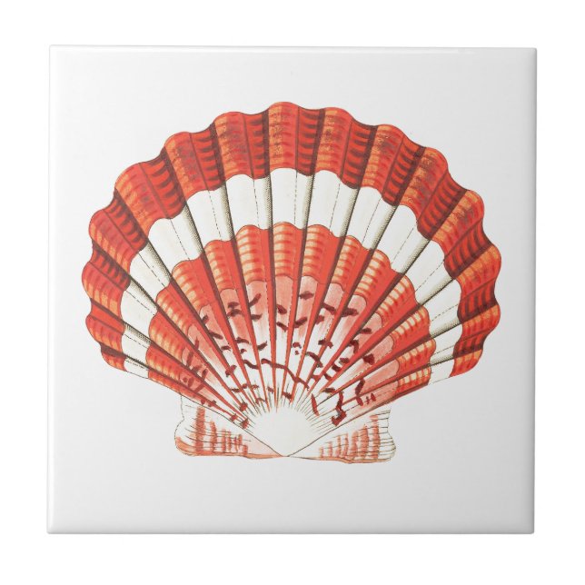 Carreau vie marine "SCALLOP SEASHELL" TILE CÉRAMIQUE (Devant)